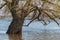 Sprawling wide branchy tree. Thick trunk of a huge poplar tree in the water during the spring flood of the river