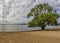 A sprawling willow tree on the shore of the Minsk Sea