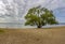 A sprawling willow tree on the shore of the Minsk Sea