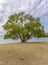 A sprawling willow tree on the shore of the Minsk Sea