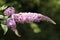 A spray of a beautiful Buddleia flowers growing wild in the countryside in the UK.