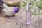 Spray bottle of lavender essential oil. Scented lavender water, serum, flavored water. Lavender flowers on background.