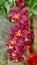 Spray of crimson orchids