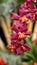 Spray of crimson orchids