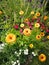 Spray of golden marigolds in English garden