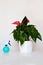 Spray gun with water and houseplant Anthurium on a white background. Fertilizing plants and watering.