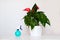 Spray gun with water and houseplant Anthurium on a white background. Fertilizing plants and watering.