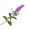 Spray of purple flowers from a butterfly bush against white