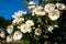 Spray rose with blooming buds of white.