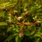 Spray rose buds on the background of its own leaves.