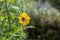 Spray of water falling on a yellow sunflower