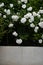 Spray of white floribunda roses bloom in garden setting