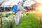 Sprayed fertilizer on the flower farms