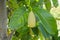 Sprayed Jackfruit Tree Leaf And Young Fruit Blossom