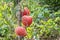 Sprayed tomatoes with pesticides, herbicides and insecticides