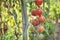 Sprayed tomatoes with pesticides, herbicides and insecticides