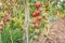 Sprayed tomatoes with pesticides, herbicides and insecticides