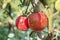Sprayed tomatoes with pesticides, herbicides and insecticides