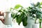 Sprayers and house plants on a window sill. home plant care. spraying with water. garden care. ficus