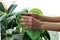 Sprayers and house plants on a window sill. home plant care. spraying with water. garden care. ficus. Home work. cleaning