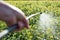 Spraying in agriculture