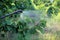 Spraying apricot tree with garden hand sprayer. Closeup.