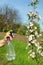 Spraying the branches of a flowering apple tree in the garden from pests. Prevention of the spring garden