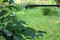 Spraying cherry tree with garden hand sprayer. Closeup.