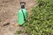 Spraying Fertilizer. Hand-pumped sprayer. Using pesticides on the garden. Spraying of strawberry bushes during flowering