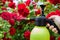 Spraying flowers of red roses with a solution of copper sulfate from pests and diseases, close-up. Copy space for text