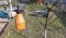 Spraying fruit trees with a pump sprayer with insecticides and fungicides in the spring season. Treatment of apple trees with