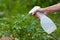 Spraying leaves of potatoes