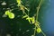 Spraying little water to fruit of vine.