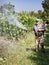 Spraying pesticide in vineyard