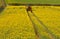 Spraying Rapeseed crop