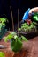 Spraying water from bottle on green leafs of young cucumber seedling in pot on wooden boards background. Gardening lifestyle and