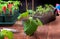 Spraying water from bottle on green leafs of young cucumber seedling in pot on wooden boards background. Gardening lifestyle and