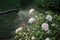 Spraying white rose shrub with garden hand sprayer. Closeup.