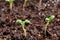 Spraying young sprout of tomatoes, watering and caring for seedlings