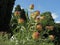 Spread out in different directions under a gust of wind, thistle flowers against a blue sky with clouds.