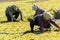 Spread the sultani grape under the sun for drying