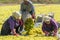 Spread the sultani grape under the sun for drying