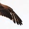 The spread wing of a wild bird, a Falcon