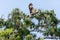 Spread wings, this red tailed hawk Buteo jamaicensis takes off from a tree i