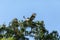 Spread wings, this red tailed hawk Buteo jamaicensis takes off from a tree i