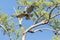 Spread wings, this red tailed hawk Buteo jamaicensis takes off from a tree i