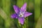 Spreading bellflower, Campanula patula, , view into the blossom, Bavaria, Germany, Europe