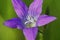 Spreading bellflower, Campanula patula, , view into the blossom, Bavaria, Germany, Europe