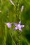 Spreading bellflower wild purple flower Campanula patula