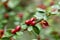 Spreading Cotoneaster divaricatus a twig with red berries